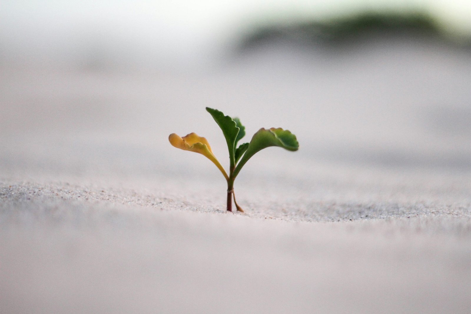 Plant growing in sand