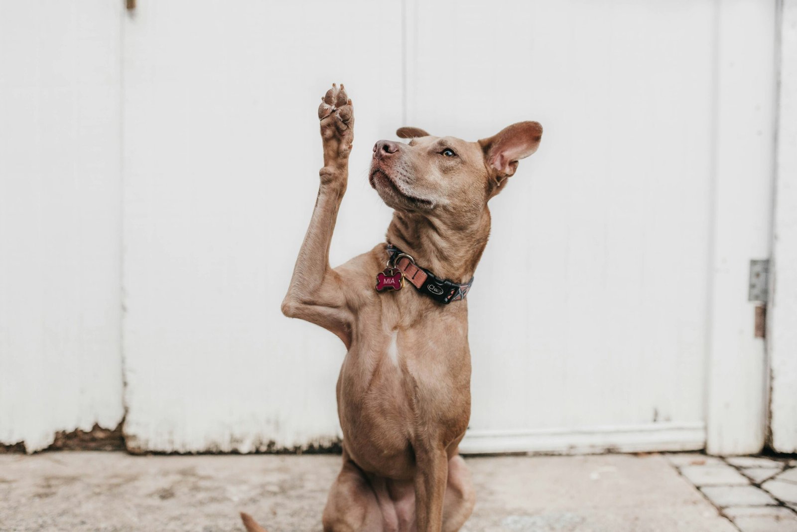 Dog with hand raised asking a question